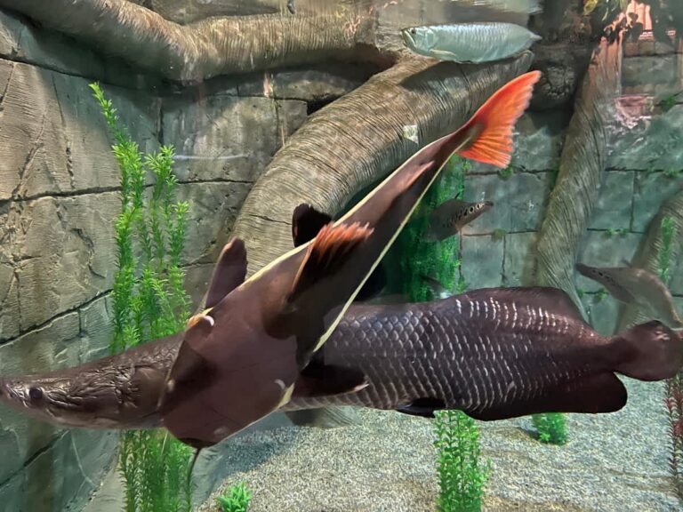 magic city aquarium 768x576