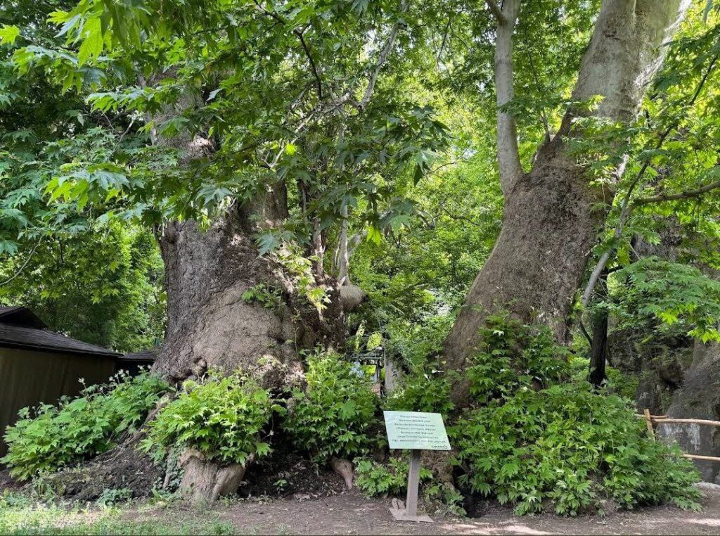 ancient sycamore tree 1024x762